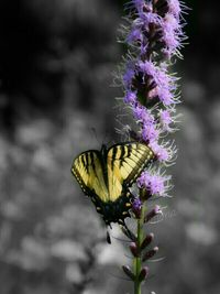 Close-up of butterfly pollinating flower