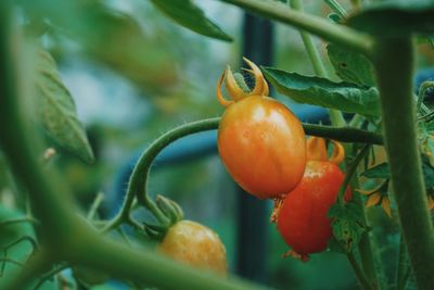 Close-up of tomatoes on plant