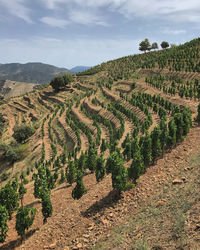 agriculture