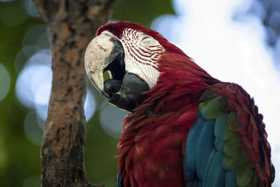 Close-up of parrot perching on branch