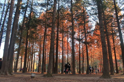 Trees in forest during autumn