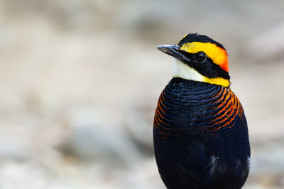 Close-up of a bird perching