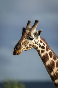 Close-up of reticulated giraffe against cloudy sky