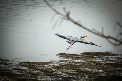 Bird flying over water