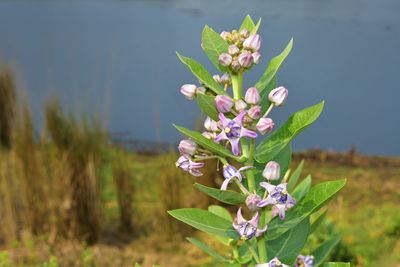 Close-up of purple flowering plant on field