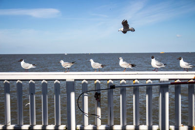 Seagulls perching on tree