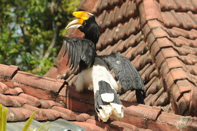 Bird perching on wooden roof