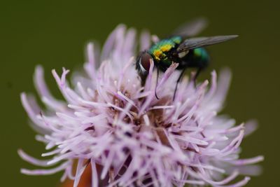 Close-up of common green bottle fly on purple flower