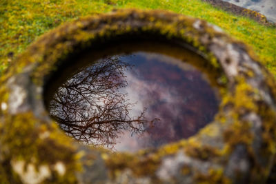 Close-up of tree branch