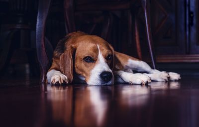 Close-up portrait of a dog