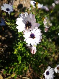 High angle view of bee on white flower