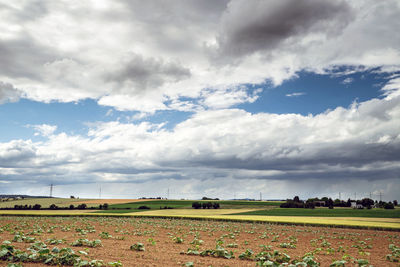 Scenic view of field against sky