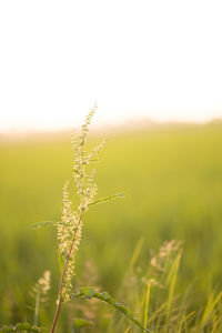 Close-up of plant growing on field against sky