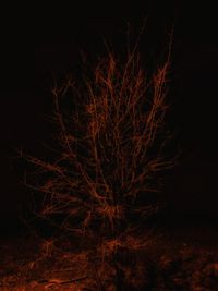 Illuminated tree in forest at night