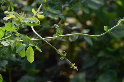 Close-up of green plant