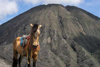 Horse against mountain