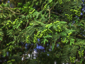 Close-up of fern leaves