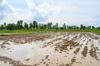 Scenic view of agricultural field against sky