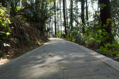 Road amidst trees in forest