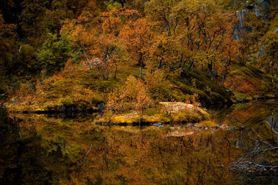 Reflection of trees on lake during autumn