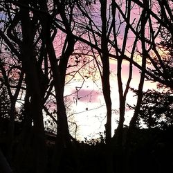 Low angle view of silhouette trees against sky