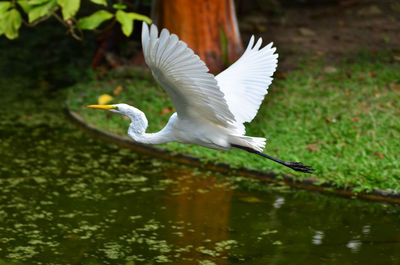 Bird flying over white background