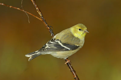 Close-up of bird perching on twig