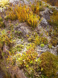 Plants growing on rocks