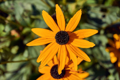 Close-up of yellow daisy flower