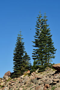 Low angle view of pine tree against clear blue sky