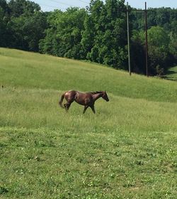 Horses grazing on grassy field