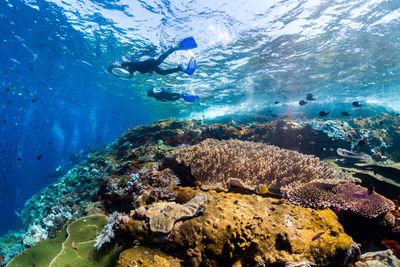 Women scuba diving in sea