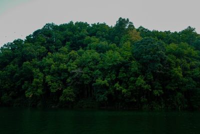 Scenic view of lake against trees in forest