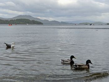 Ducks swimming in lake