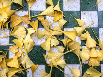 Close-up of yellow leaves