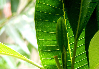 Extreme close up of green leaves