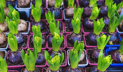 Full frame shot of vegetables for sale in market