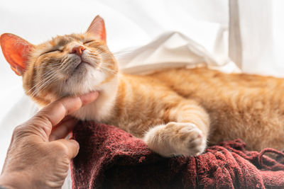 Cat lying on hand