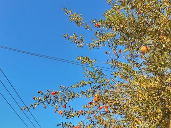 Low angle view of trees against clear blue sky