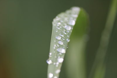 Close-up of raindrops on grass