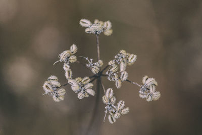 Close-up of frozen plant