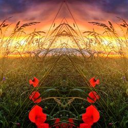 Close-up of orange flowering plants on field during sunset