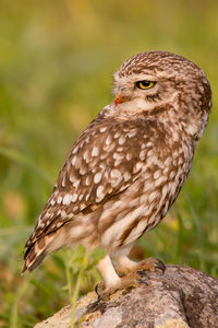 Close-up of owl perching on tree