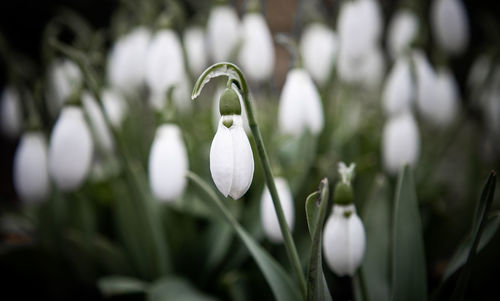 snowdrop