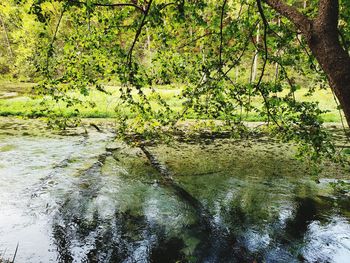 Scenic view of lake in forest