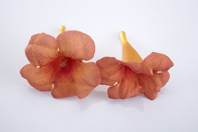 Close-up of orange rose against white background