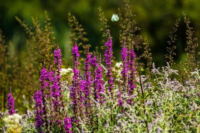 Close-up of purple flowering plants on field