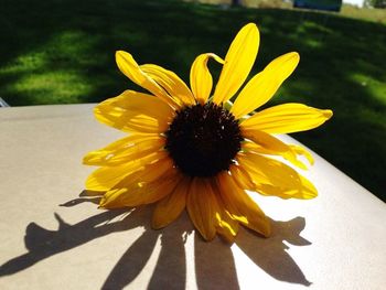 Close-up of yellow flower