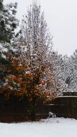 Snow covered tree against sky during winter