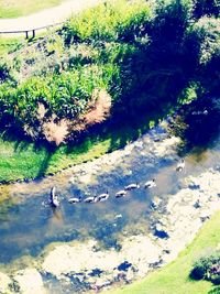 High angle view of stream in forest